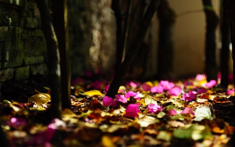 1866-Pink-Flowers-Fallen-(www.WallpaperMotion.com)