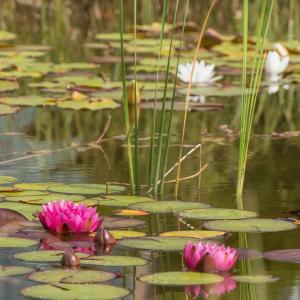 water lily